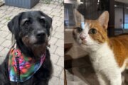ADOPT ME: 2 well-mannered pets are looking for their new forever homes