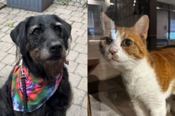 a dog and a cat