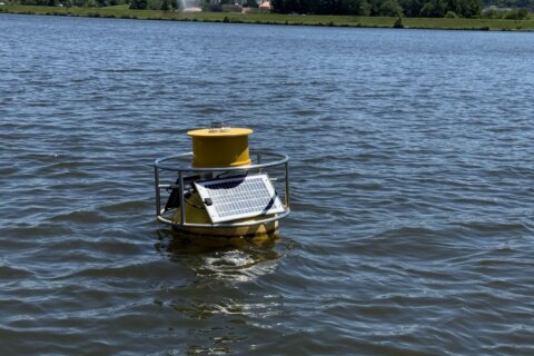 ‘A river in recovery’: Local advocates describe Anacostia River’s current condition