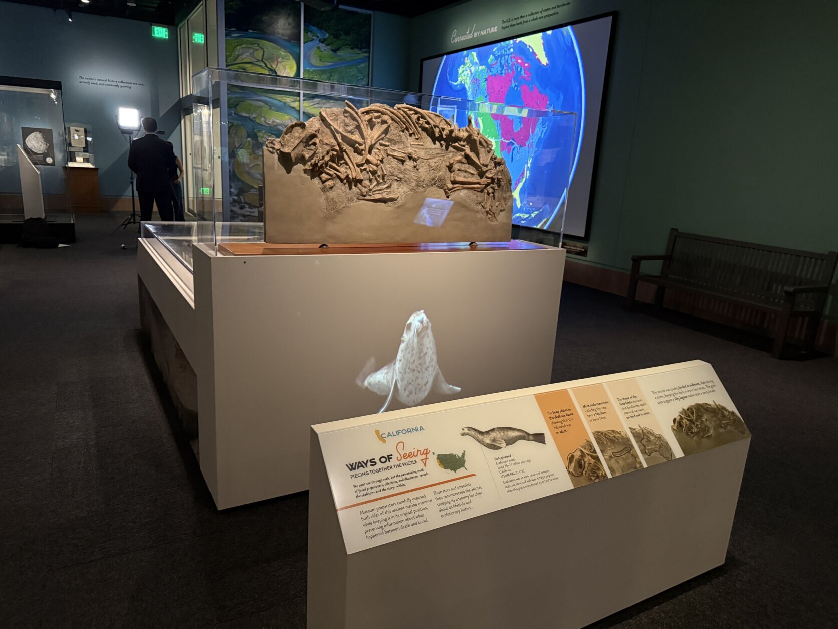 fossils and other displays inside museum exhibit