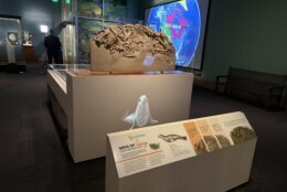 fossils and other displays inside museum exhibit