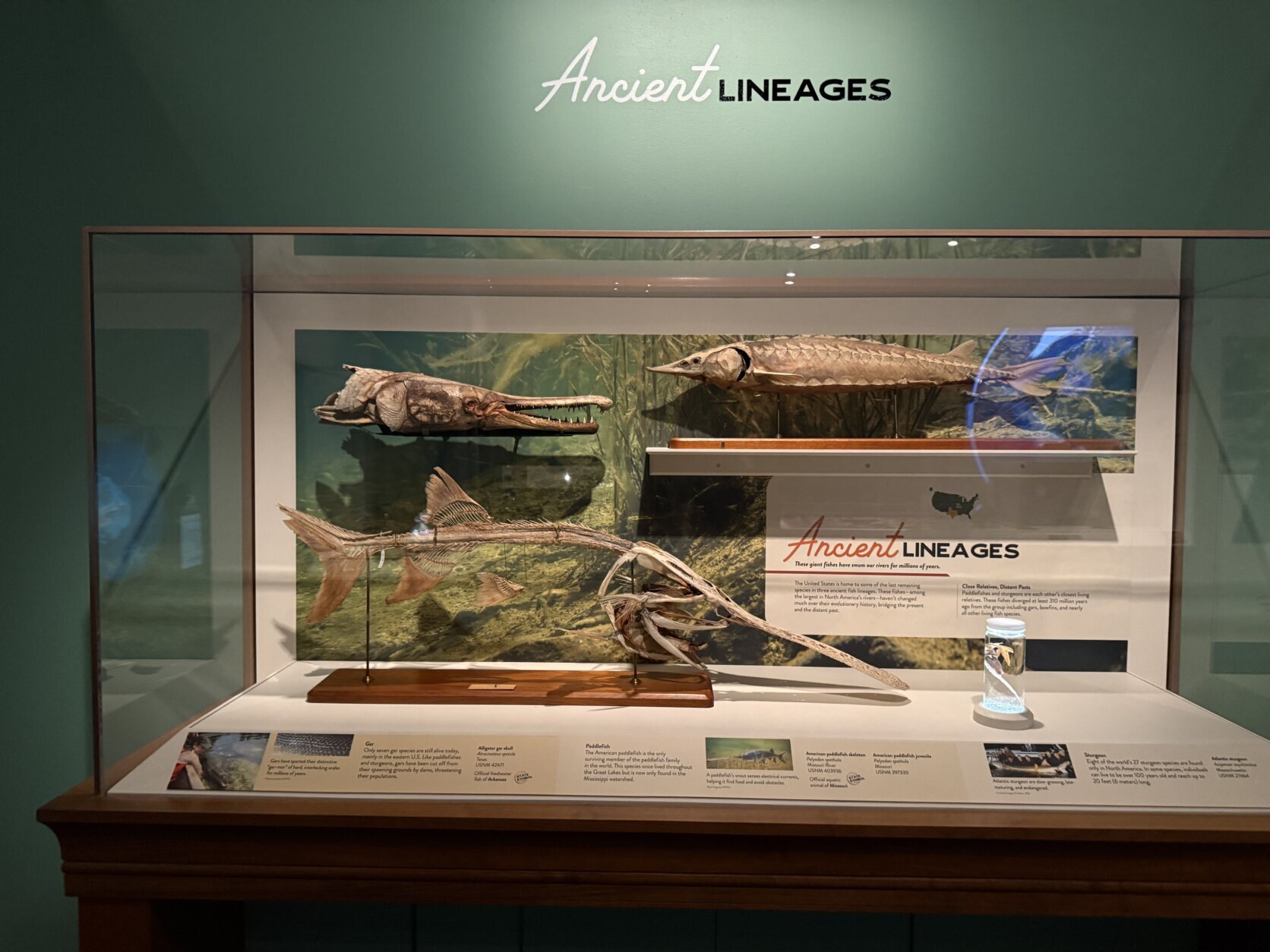 Part of the exhibit highlights ancient fish.
