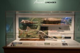 Part of the exhibit highlights ancient fish.