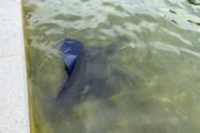 Blue material on bottom of Reflecting Pool appears to be peeling away