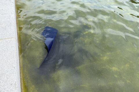 Blue paint on bottom of Reflecting Pool appears to be peeling away