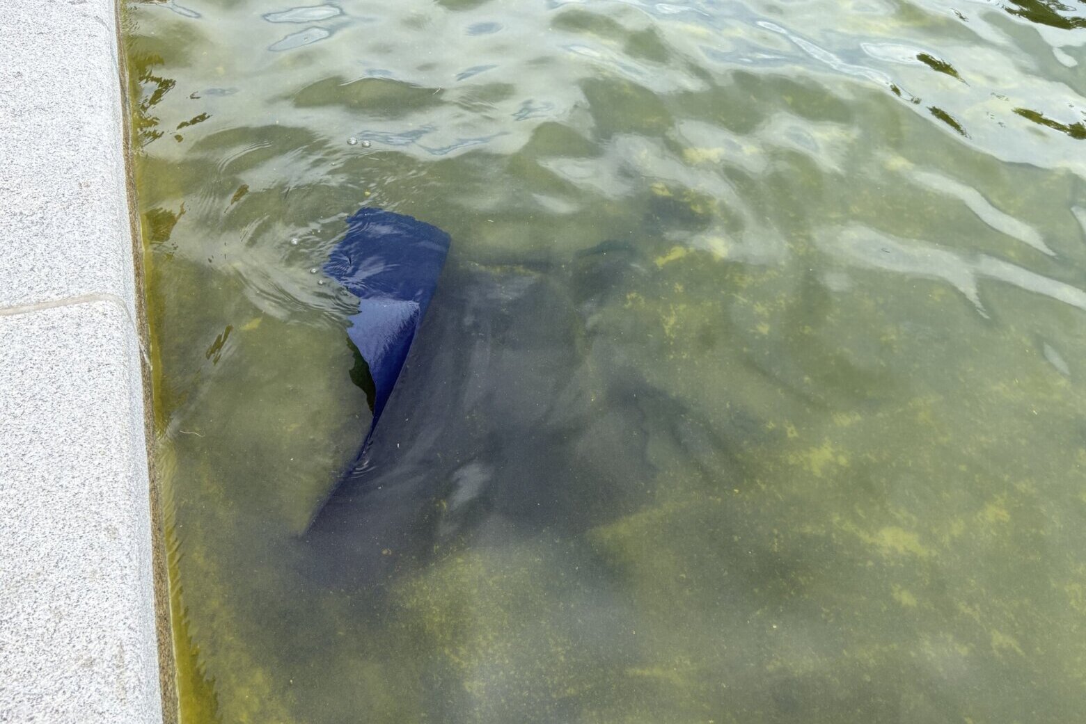 Blue paint on bottom of reflecting pool appears to be peeling away