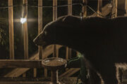 a black bear on a porch, side profile