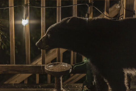 ‘There’s a bear on the deck’: What DC-area area homeowners should know about black bears