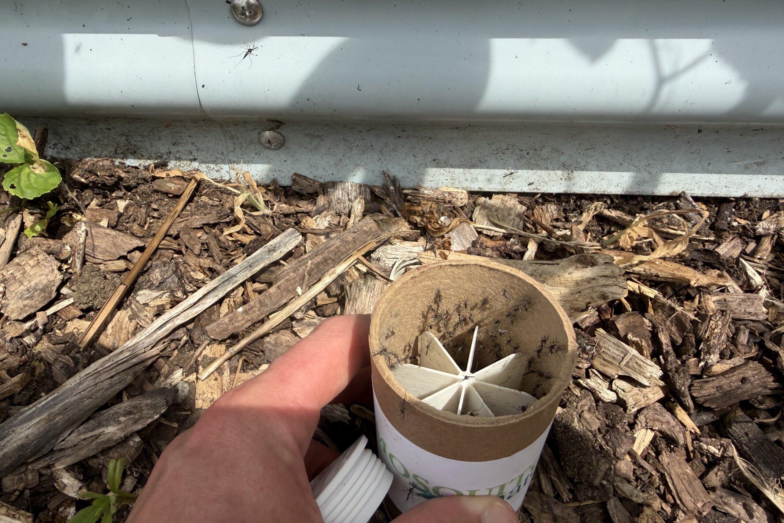 Silver Spring business releases 600,000 infected mosquitoes in DC area