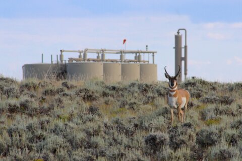 Wyoming’s ‘Path of the Pronghorn’ is a signature away from protections sought for a quarter century