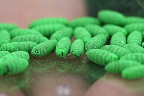 Political blame game follows as screwworm parasite threatens cattle in Texas