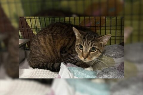 Meet Star, a Blue Collar, mouse catching cat