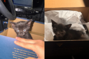 Tiny kitten rescued by Virginia state trooper from I-395