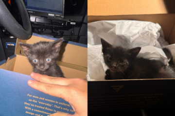Tiny kitten rescued by VSP