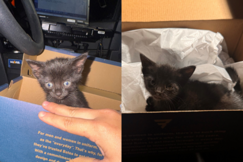 Tiny kitten rescued by VSP