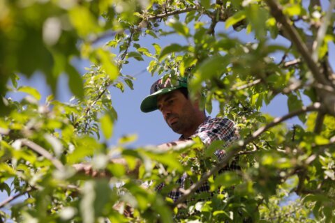 Vermont is the first state to ban paraquat, a weed killer linked to Parkinson’s disease