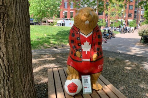 Join the beaver hunt: Toronto neighborhood offers unique World Cup-themed scavenger hunt