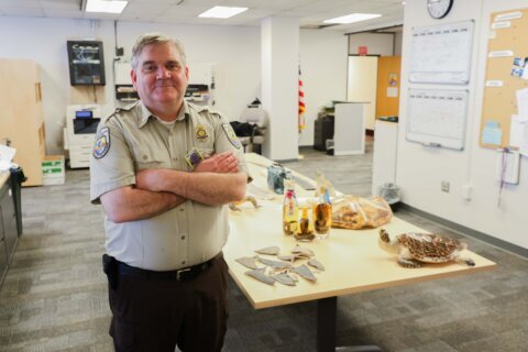 ‘Hey, this box stinks’: the weird work of intercepting trafficked wildlife in Alaska
