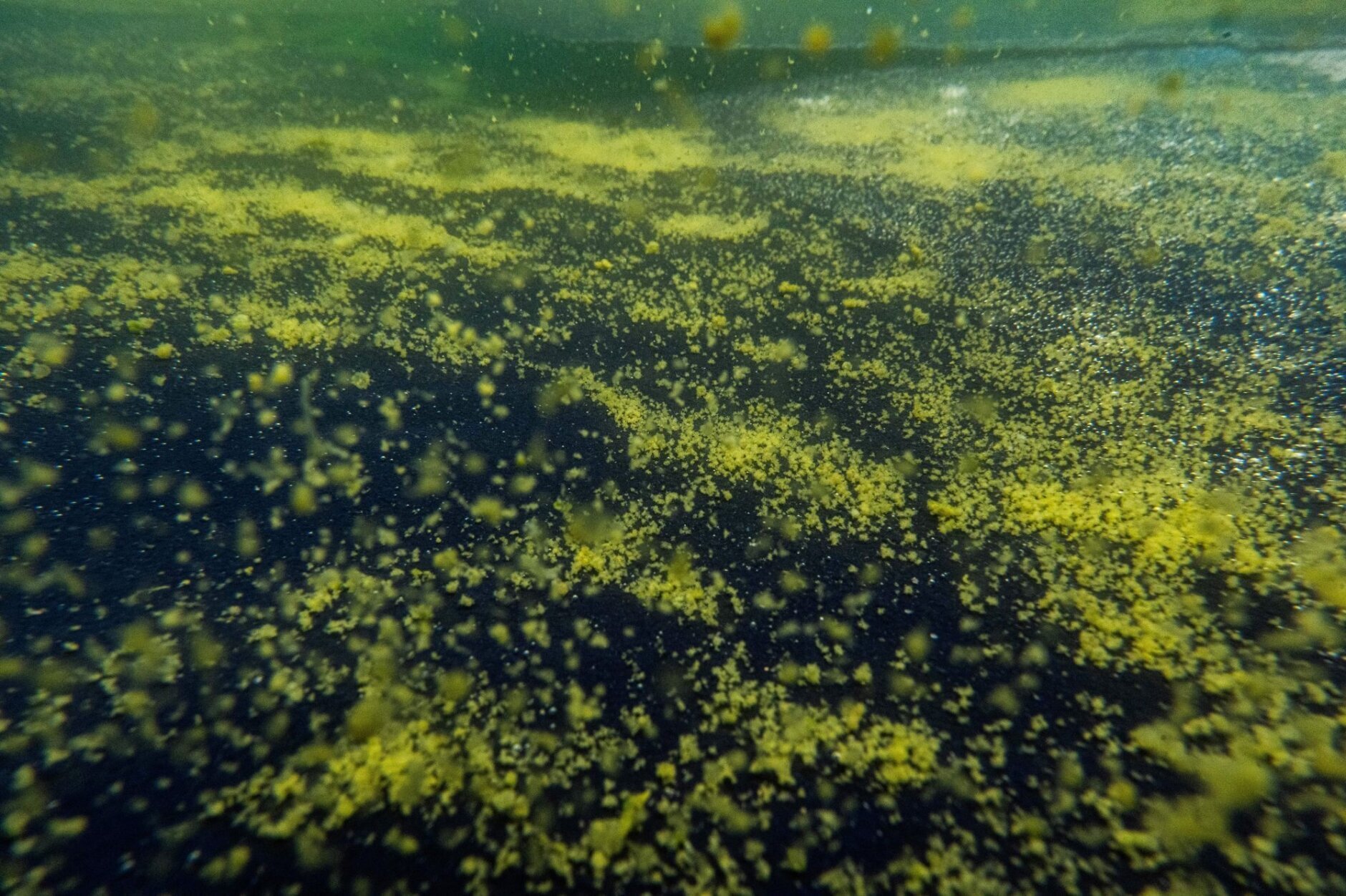 algae in the reflecting pool