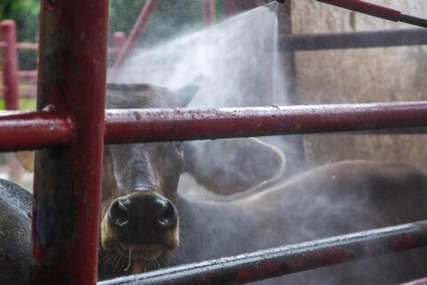 México y EEUU suspenden importación de animales vivos ante casos del gusano barrenador