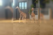 Two missing giraffes