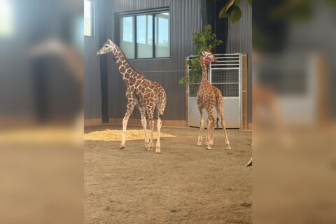 Virginia giraffe calves, missing since 2025, found safe