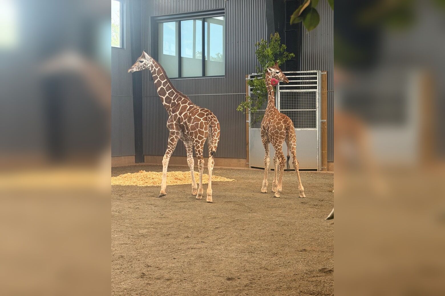 Virginia giraffe calves, missing since 2025, found safe June 20