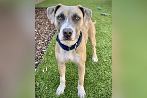 Meet Klinger, an energetic puppy who loves fetch and daily cuddles