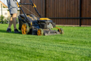 Worried about your lawn in the drought? 'Do as little as possible' Virginia Tech expert says