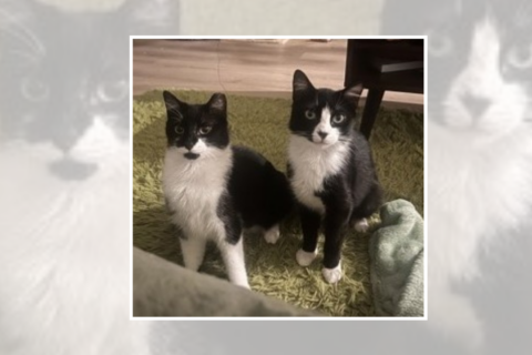 Meet Susie and Joey — bonded pair