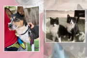 This week’s Pet of the Week is super sweet Starfish and our bonus pet is a bonded pair of kittens, Susie and Joey!