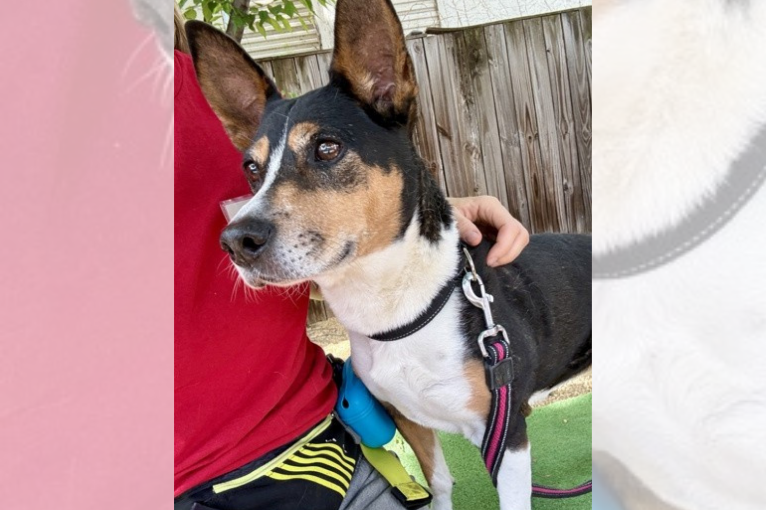 Starfish is a 6-year-old with the softest, most expressive ears.