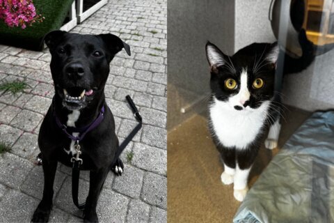 composite image of dog on left cat on right