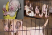8 pit bull puppies stolen in Southeast DC home burglary, police say