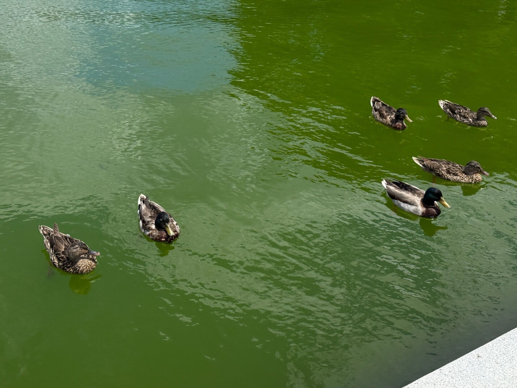 ducks in green water