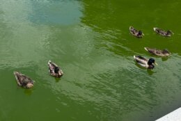 ducks in green water