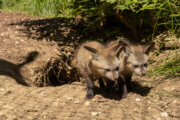 Bat-eared foxes Landa and Ziggy
