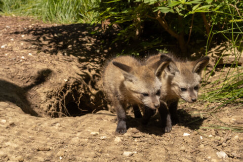Bat-eared foxes Landa and Ziggy