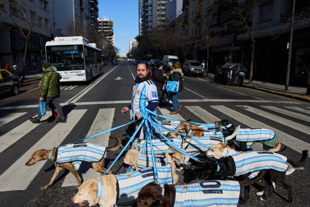 Puppy love as dog walker turns his pack of 13 into Argentina jersey-clad World Cup followers