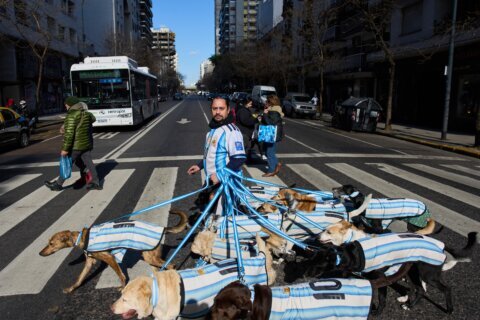Puppy love as dog walker turns his pack of 13 into Argentina jersey-clad World Cup followers