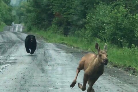 Maine couple spots a bear chasing a moose calf and helps it escape