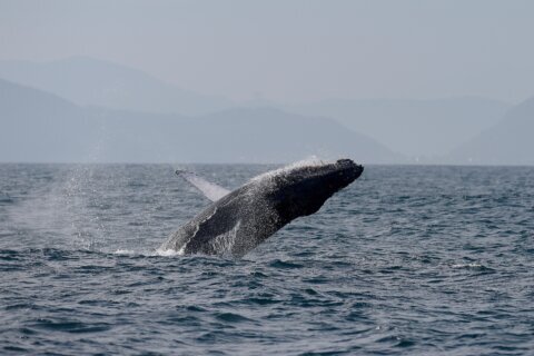 Sightings of humpback whales surge in Rio de Janeiro, fueling demand for whale-watching trips