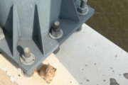 Cat rescued after being thrown from moving vehicle on Woodrow Wilson Bridge Trail