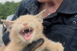 Cat rescue