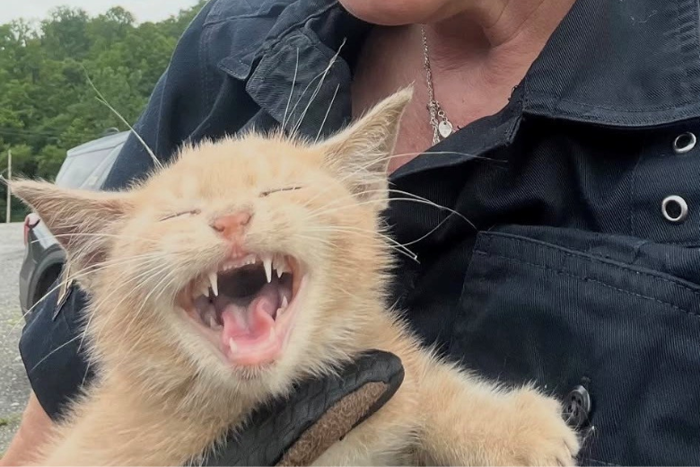 Cat rescue
