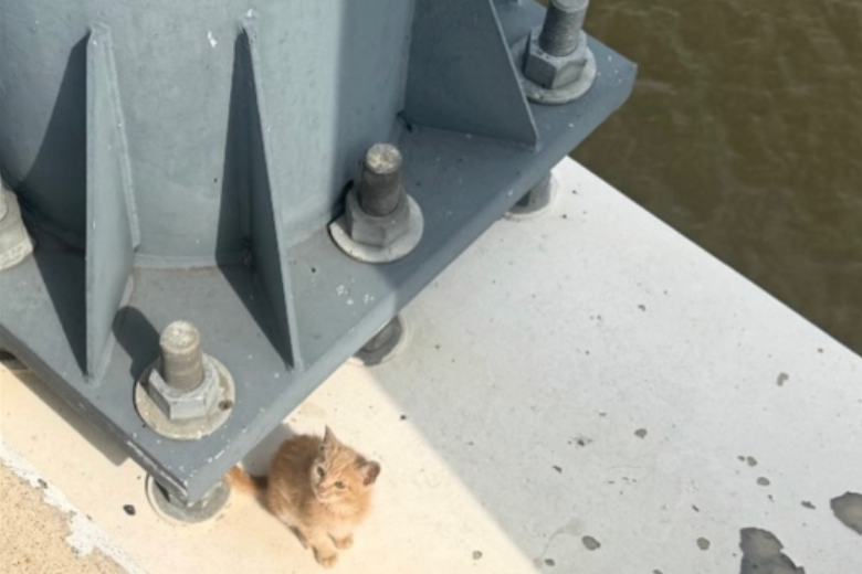 Cat rescue
