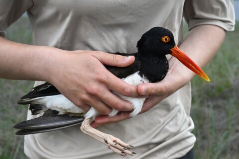 Oystercatchers, known for sharp bills and beady eyes, are making a comeback thanks to conservation