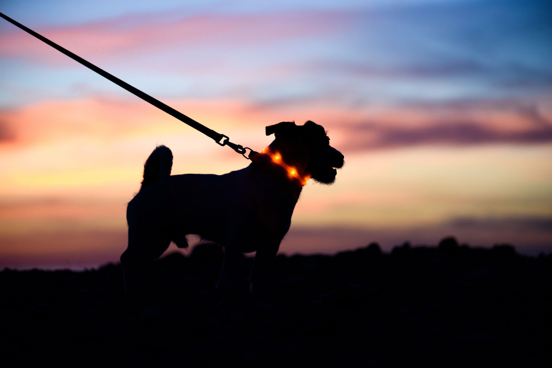 Police in Alexandria want to unleash the power of their Dog Walker Watch program