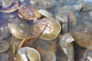 Dead horseshoe crabs are making some Ocean City, Md. vacations stink