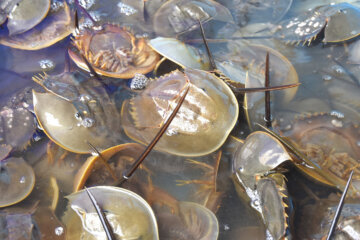 File photo of horseshoe crabs awaiting release back into the wild, March 2026.